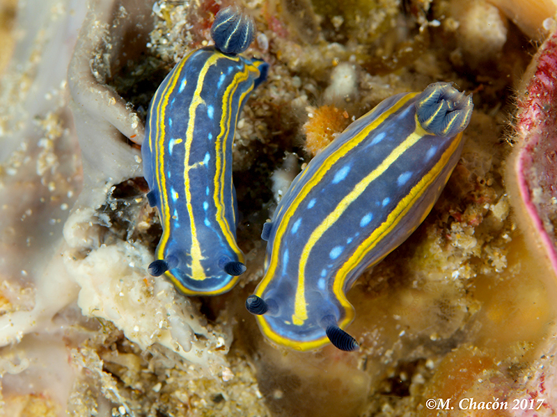 Tricolored Felimare