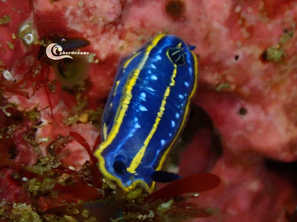Tricolored Felimare
