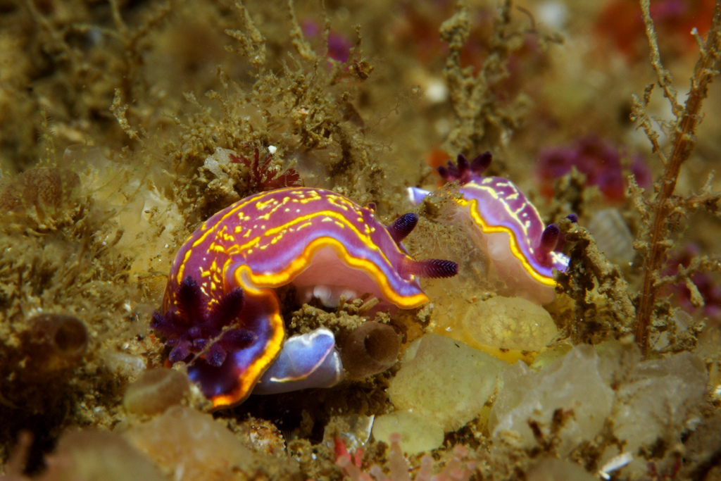 Krohn's Dorid