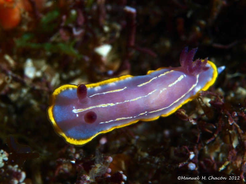 Krohn's Dorid