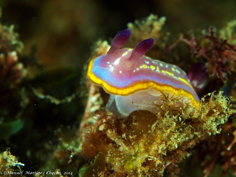 Krohn's Dorid