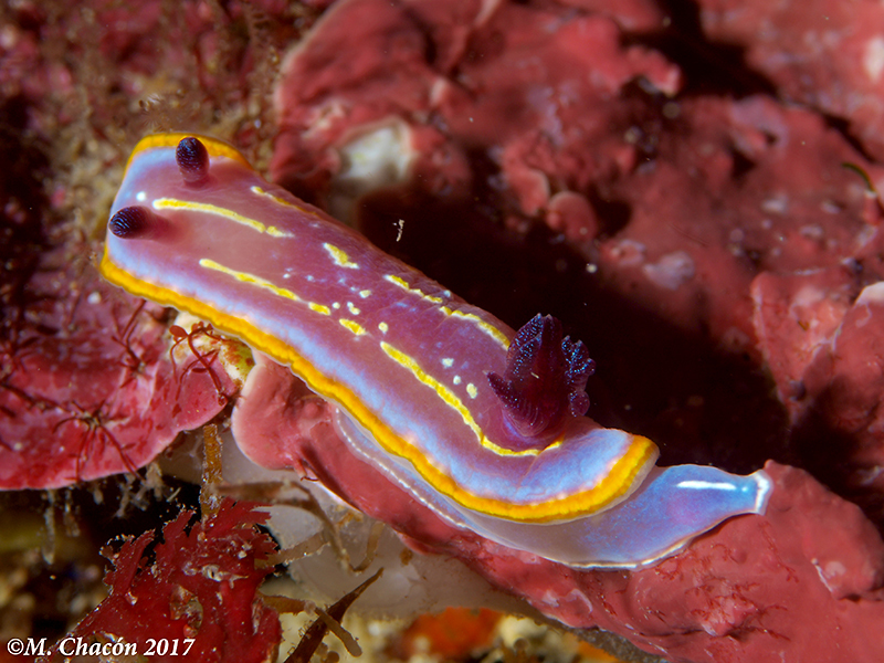 Krohn's Dorid