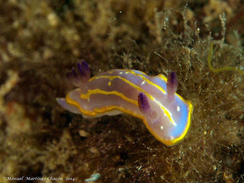 Krohn's Dorid