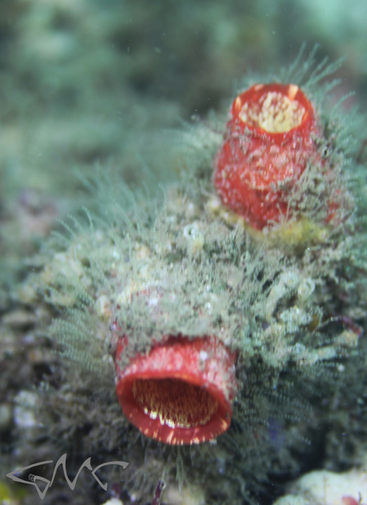Red-throated Ascidian