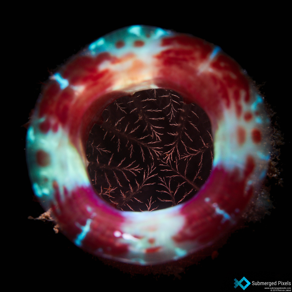 Red-throated Ascidian