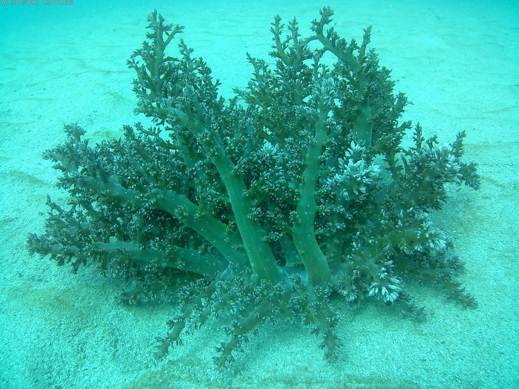Tree Anemone