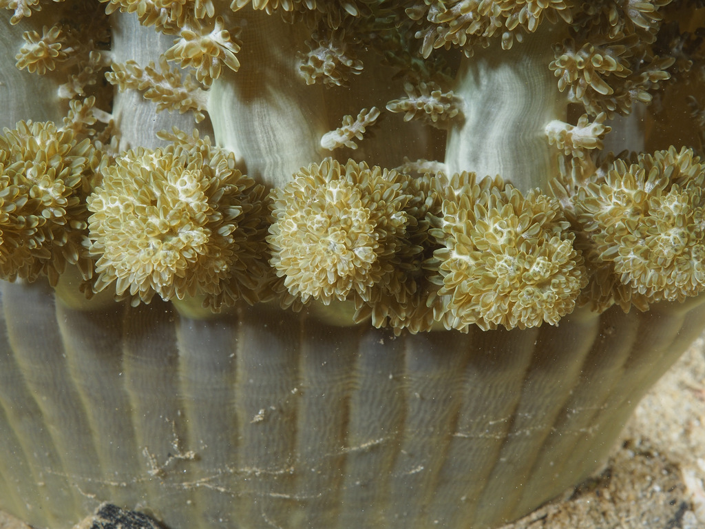 Tree Anemone