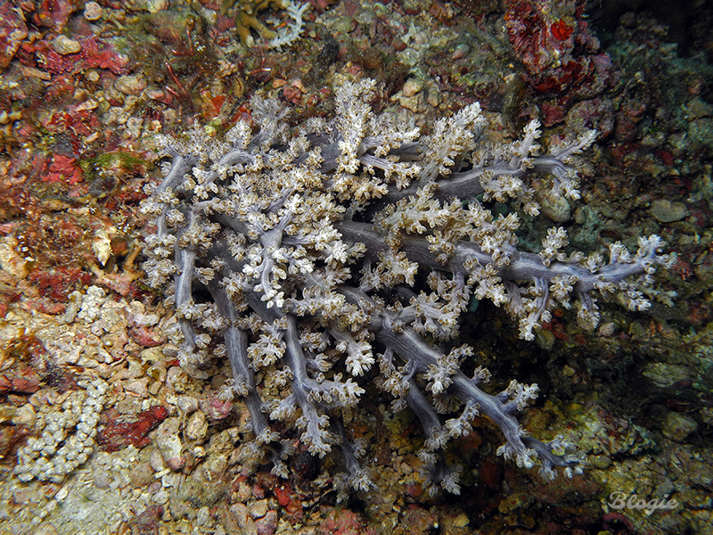 Tree Anemone
