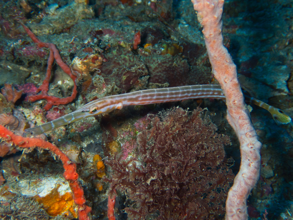 Pacific Trumpetfish