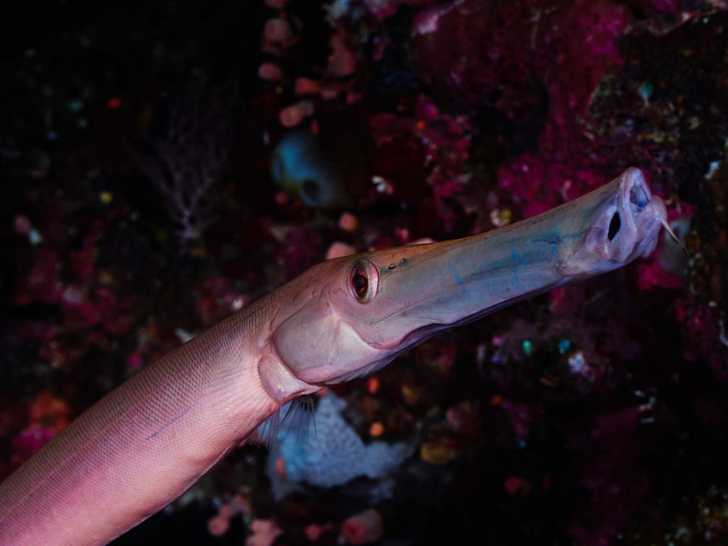 Pacific Trumpetfish