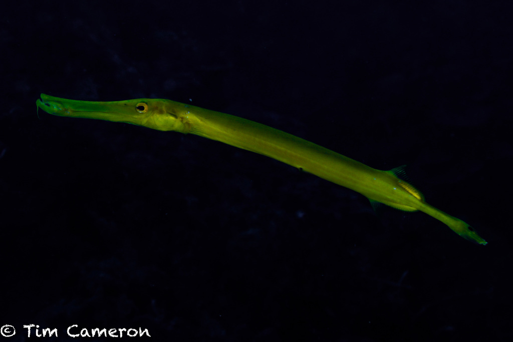 Pacific Trumpetfish