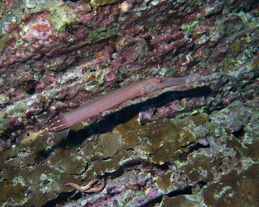Pacific Trumpetfish