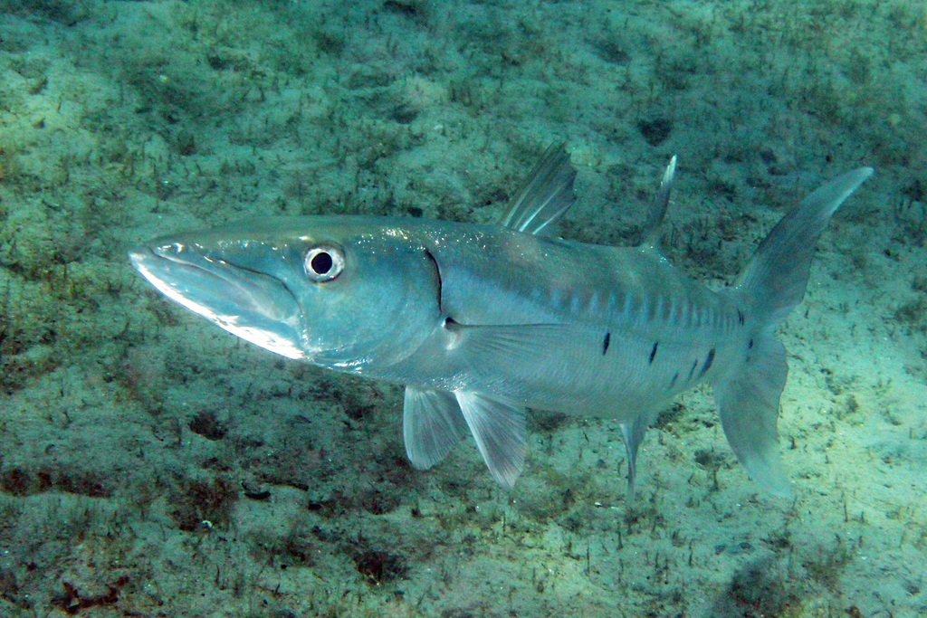 Great Barracuda