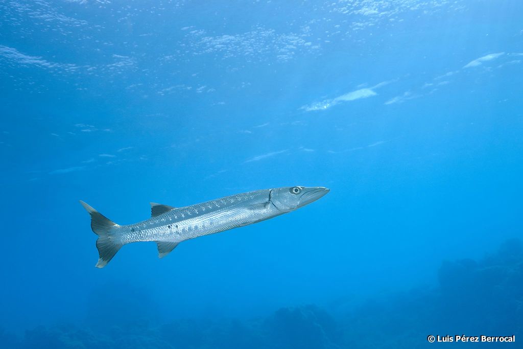 Great Barracuda