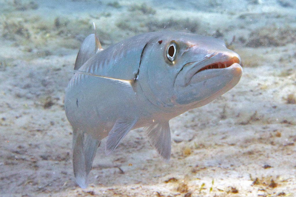 Great Barracuda