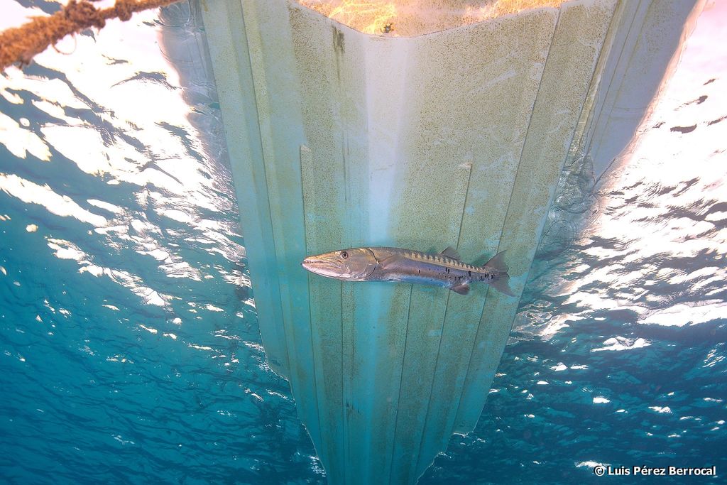 Great Barracuda