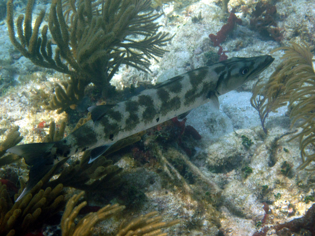 Great Barracuda