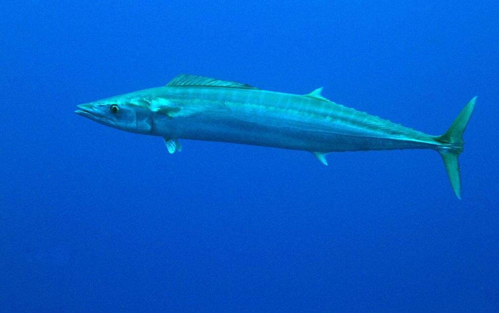 Wahoo