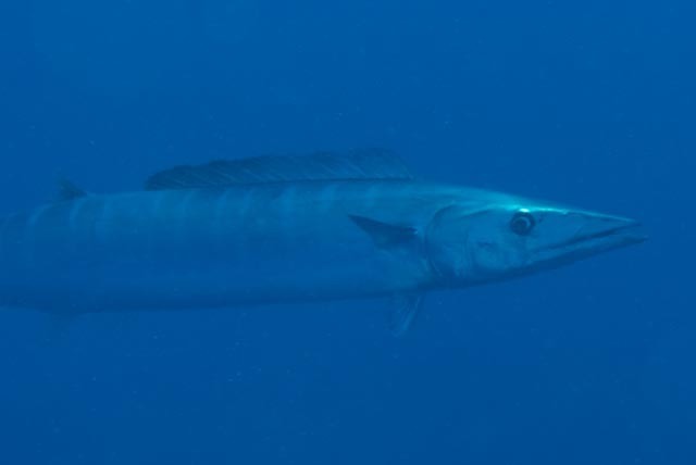 Wahoo