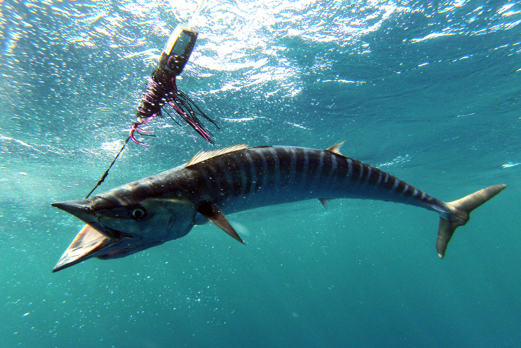 Wahoo