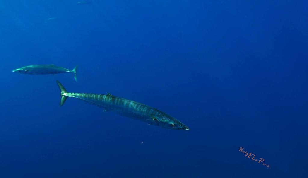 Wahoo