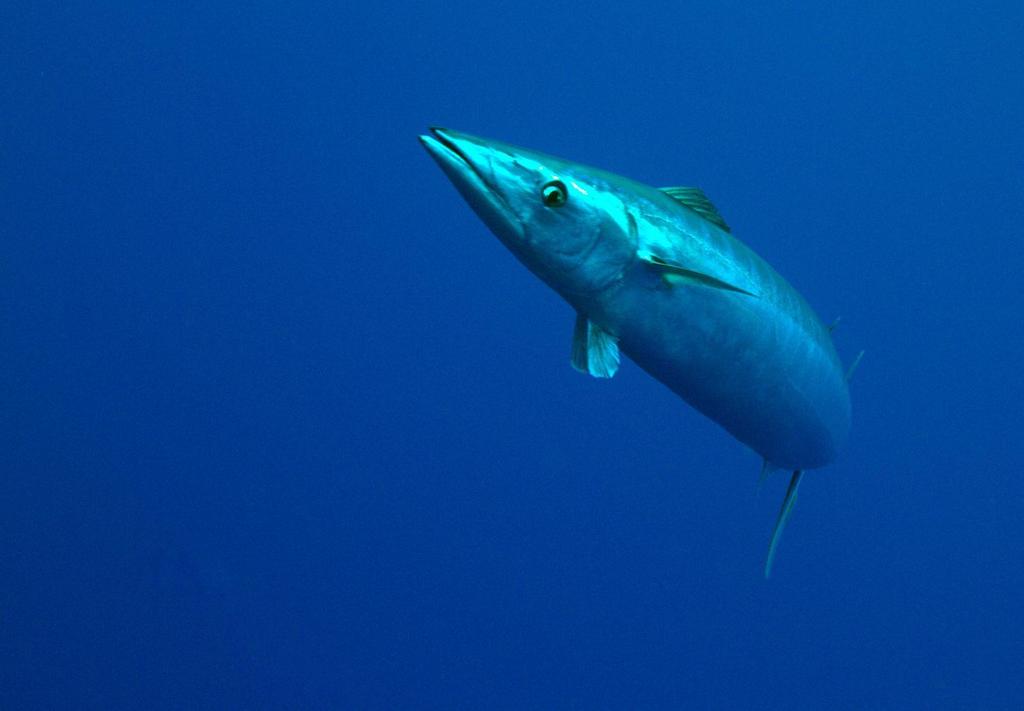 Wahoo