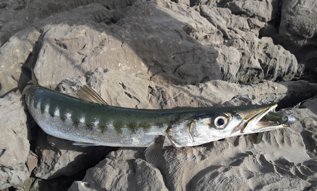 Yellowmouth Barracuda
