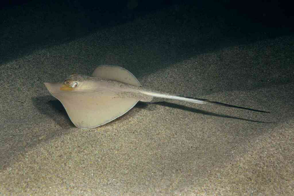 Common Stingray