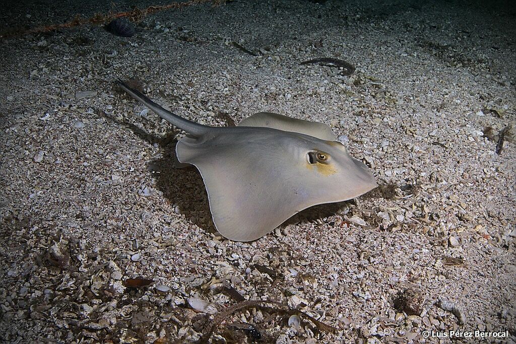 Common Stingray