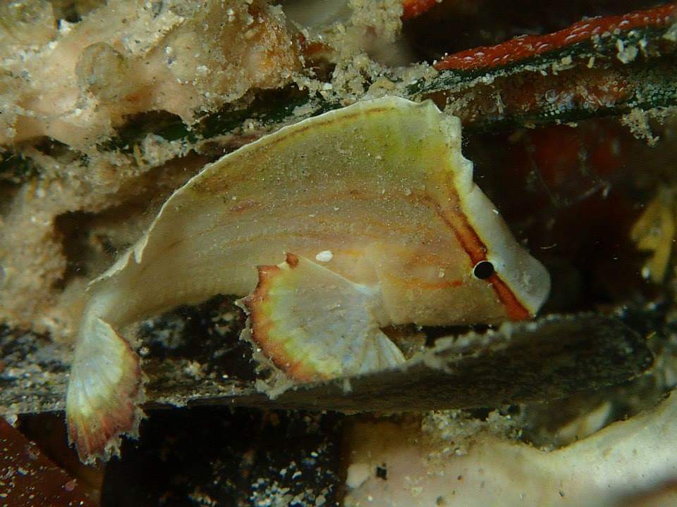 Poisson-guêpe Cacatoès