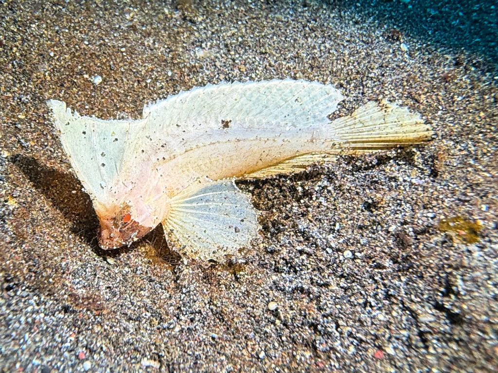 Poisson-guêpe Cacatoès