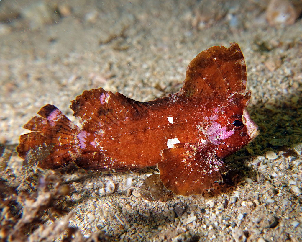 Poisson-guêpe Cacatoès