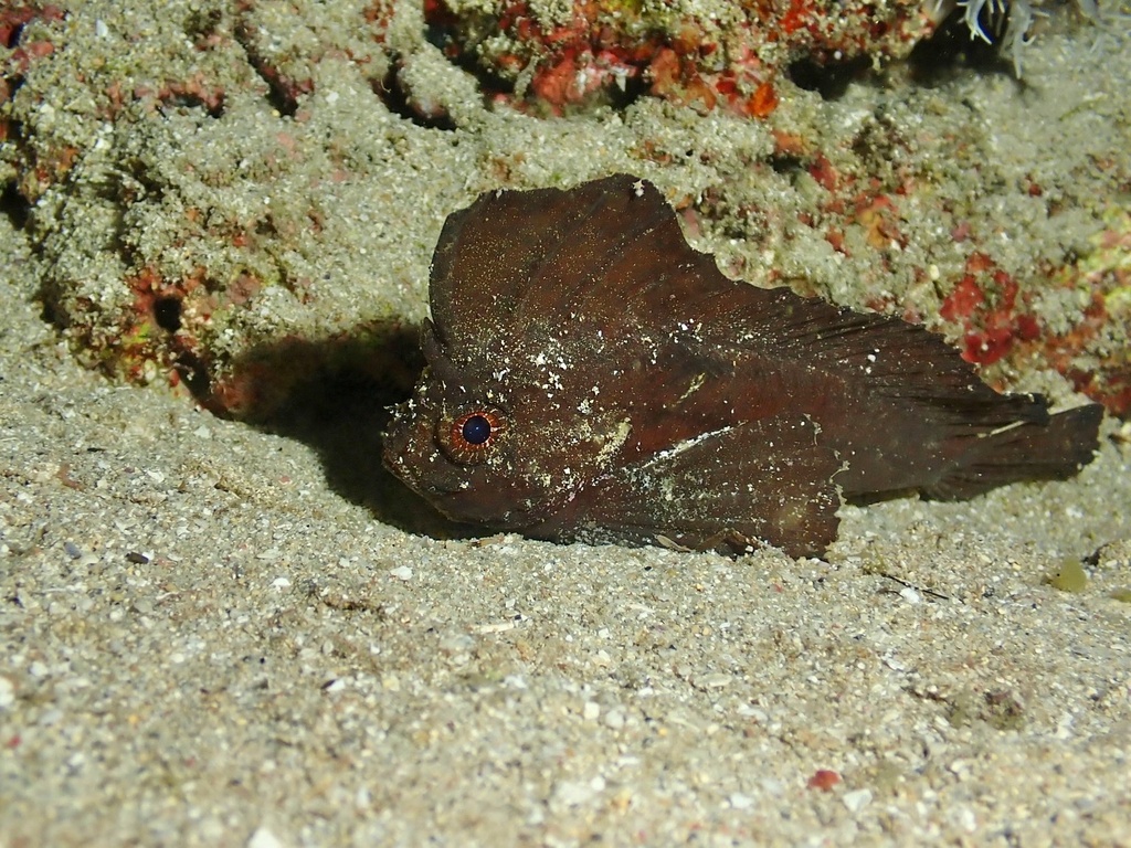 Poisson-guêpe Cacatoès