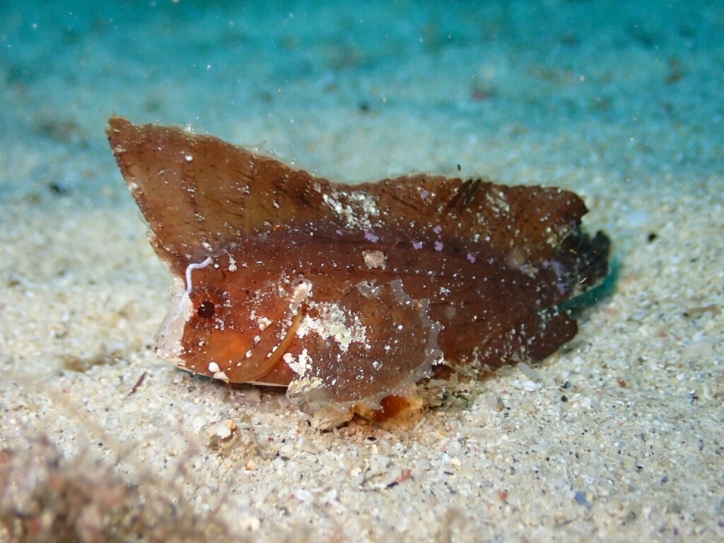 Poisson-guêpe Cacatoès
