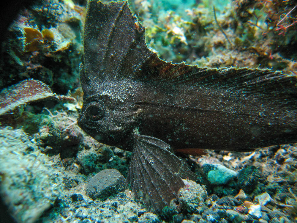 Poisson-guêpe Cacatoès