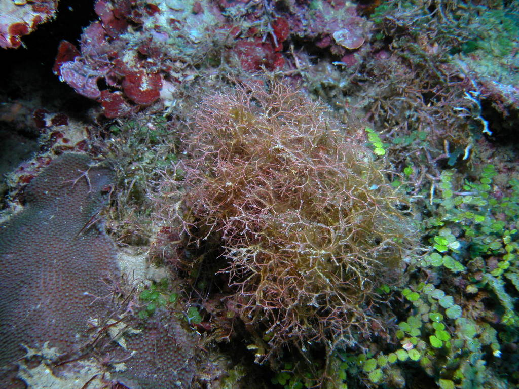 Fragile Coral Weed