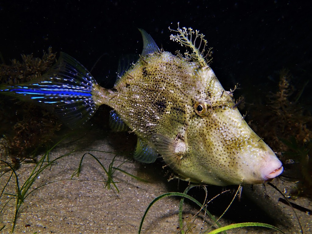 Leafy Filefish
