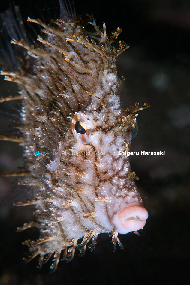 Leafy Filefish
