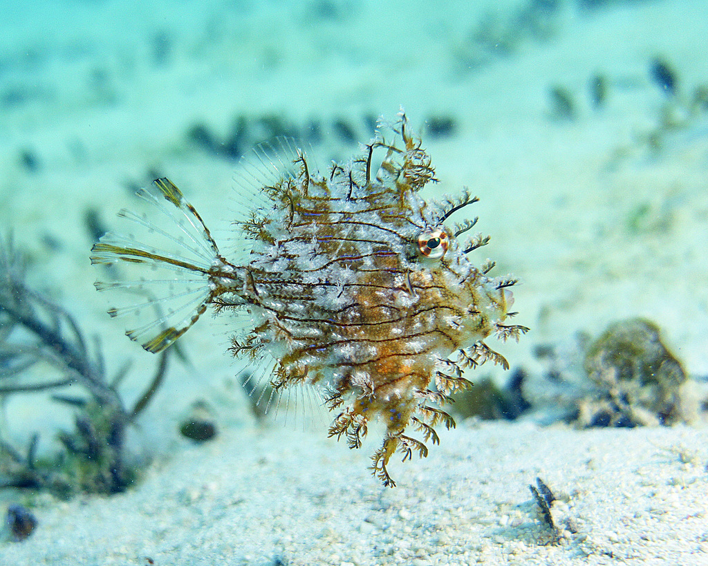 Leafy Filefish