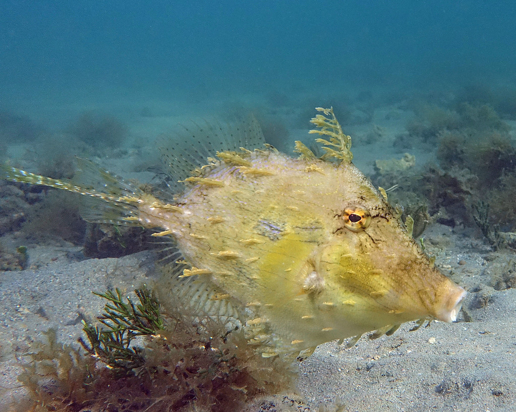 Leafy Filefish