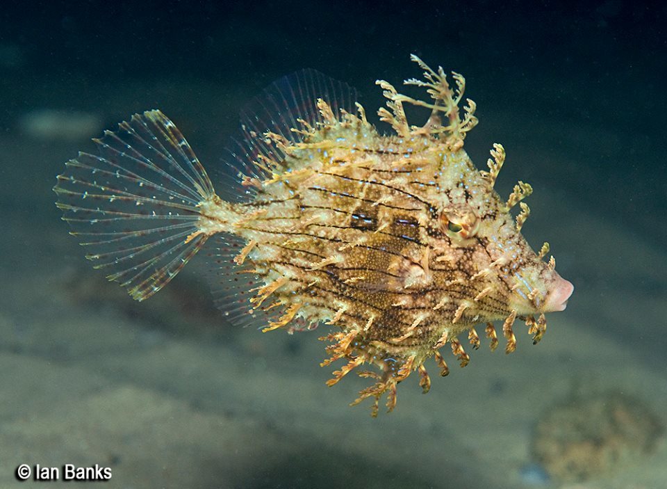 Leafy Filefish