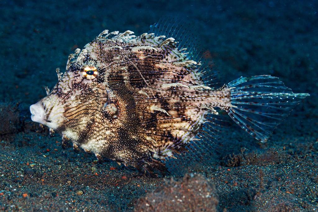 Leafy Filefish