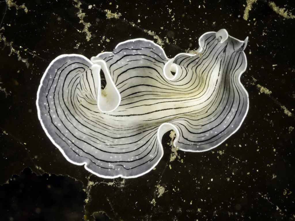 Candy Stripe Flatworm