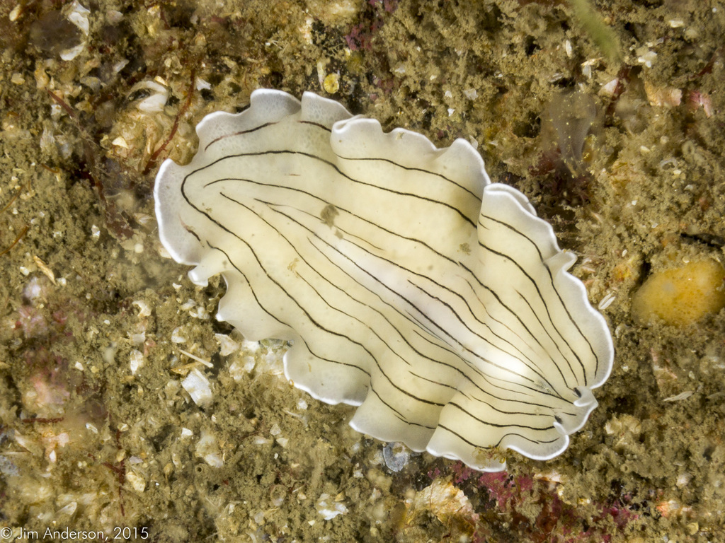 Candy Stripe Flatworm