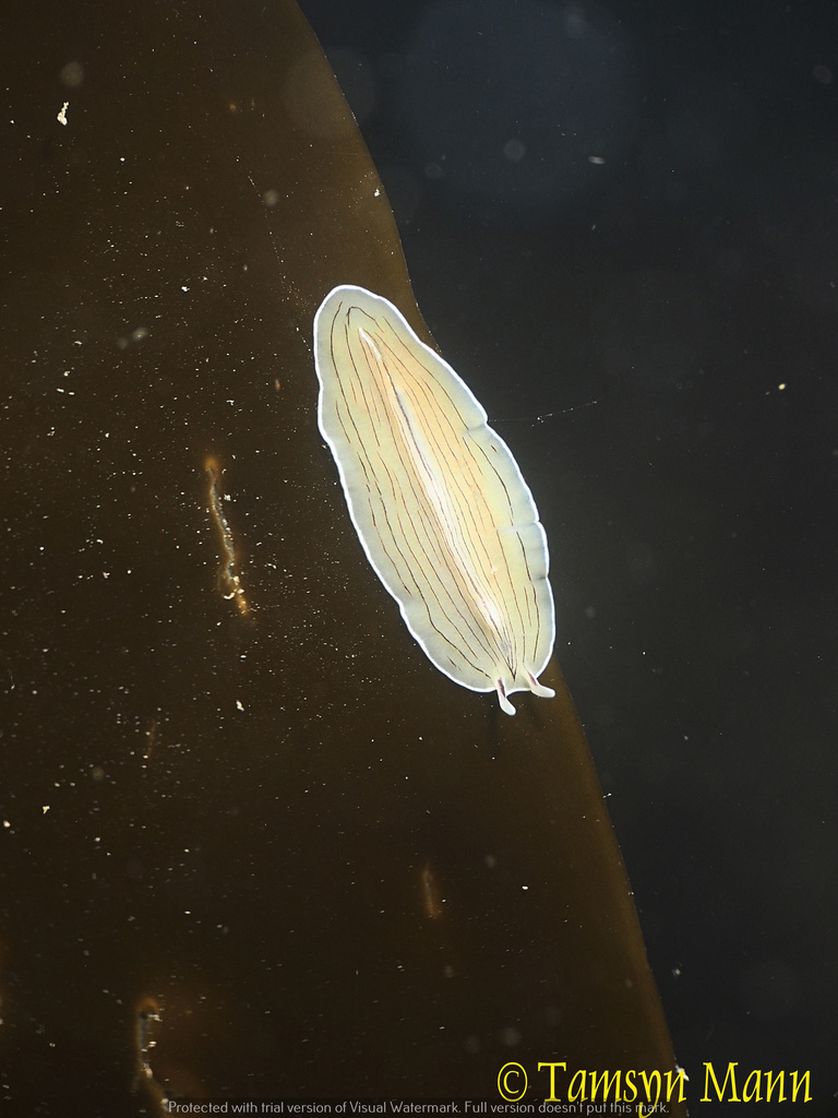 Candy Stripe Flatworm