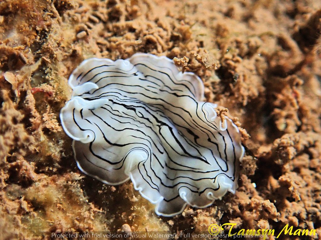 Candy Stripe Flatworm