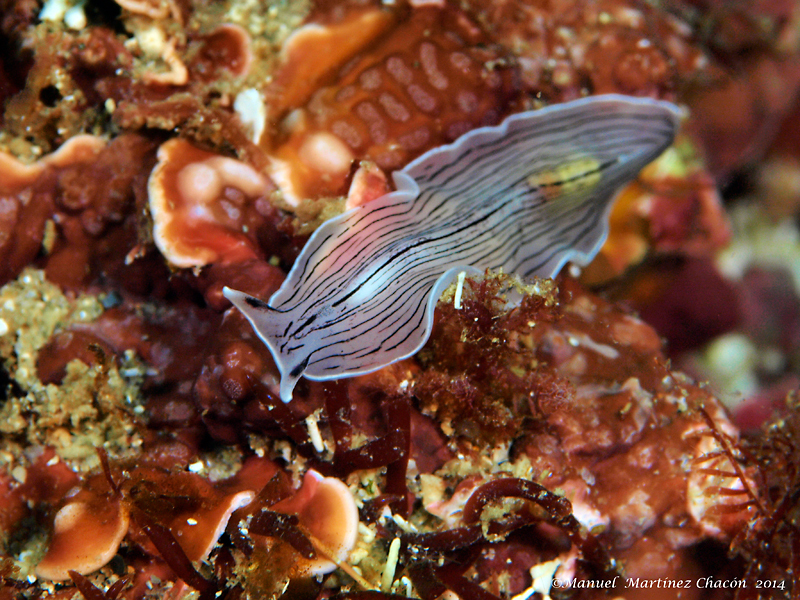 Candy Stripe Flatworm