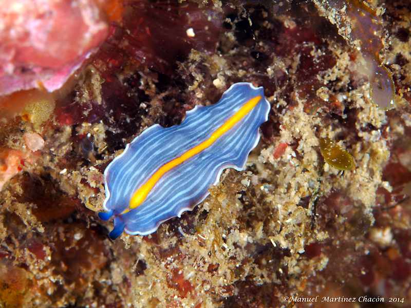 Ver Plat Bleu De Méditerranée