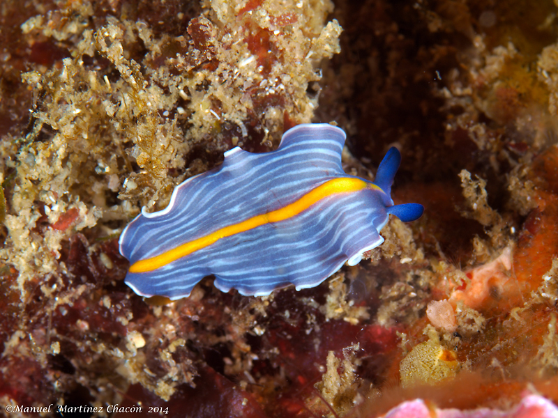Prostheceraeus Giesbrechtii