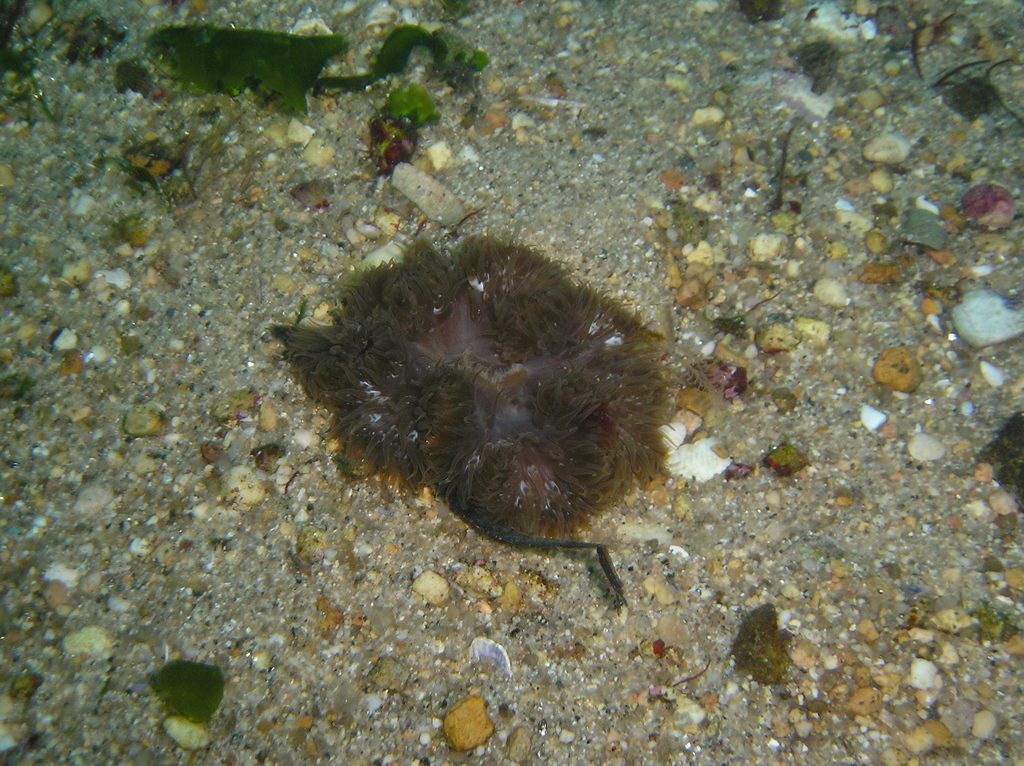 Daisy Anemone